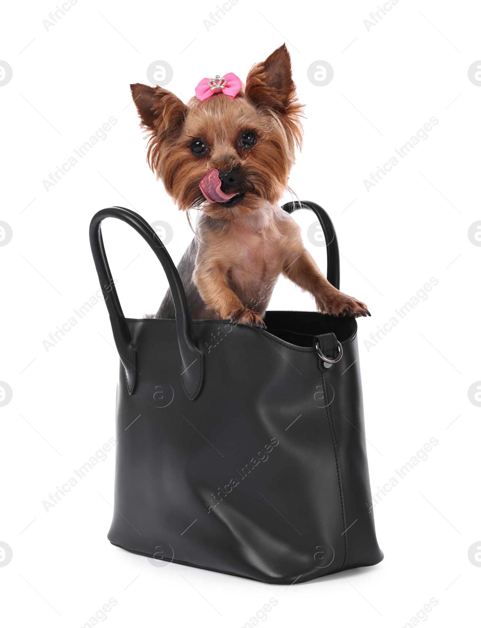 Photo of Cute Yorkshire Terrier dog in bag isolated on white