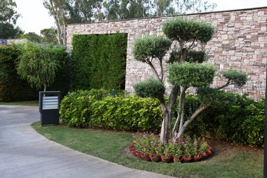 Beautiful tree with green leaves, pink flowers and other plants growing outdoors