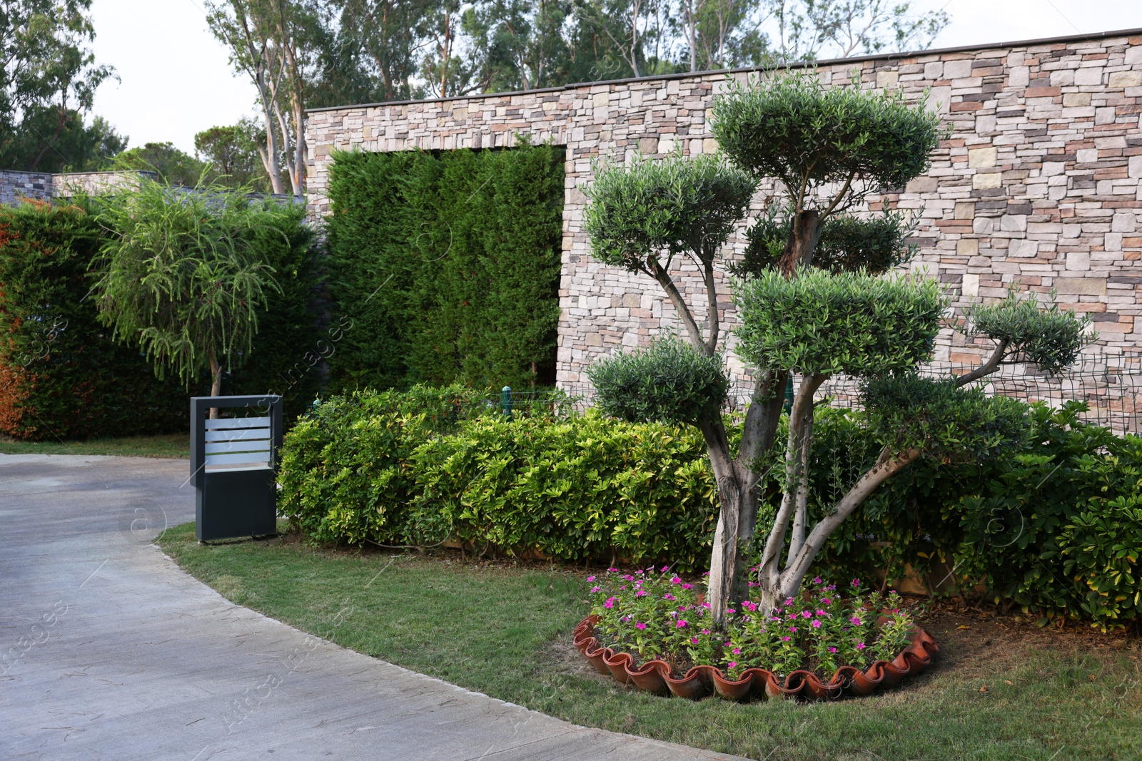 Photo of Beautiful tree with green leaves, pink flowers and other plants growing outdoors