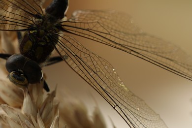 Beautiful dragonfly on blurred background, macro view