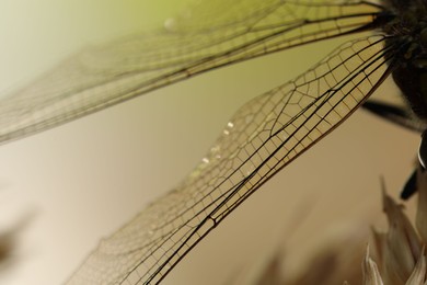 Dragonfly`s wings on blurred background, macro view