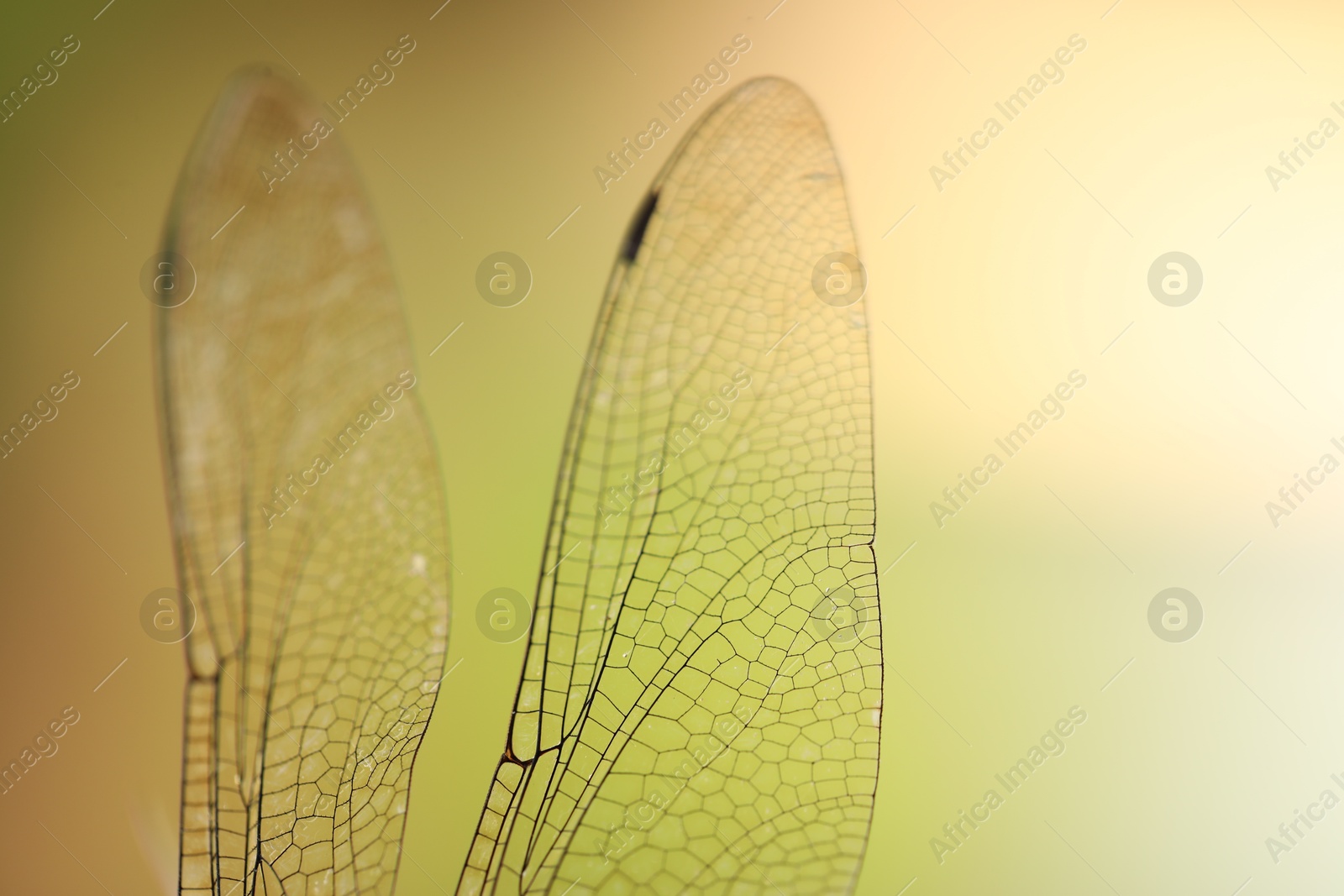 Photo of Dragonfly`s wings on color background, macro view