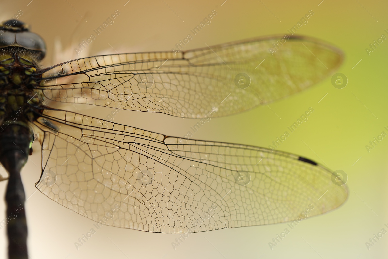 Photo of Beautiful dragonfly on color background, macro view