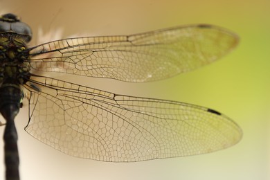 Beautiful dragonfly on color background, macro view