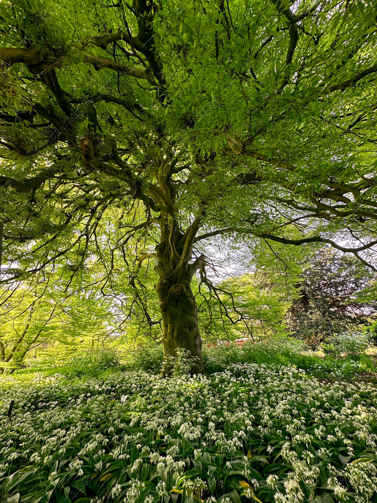 Photo of Beautiful green tree and wild garlic flowers growing in botanical garden