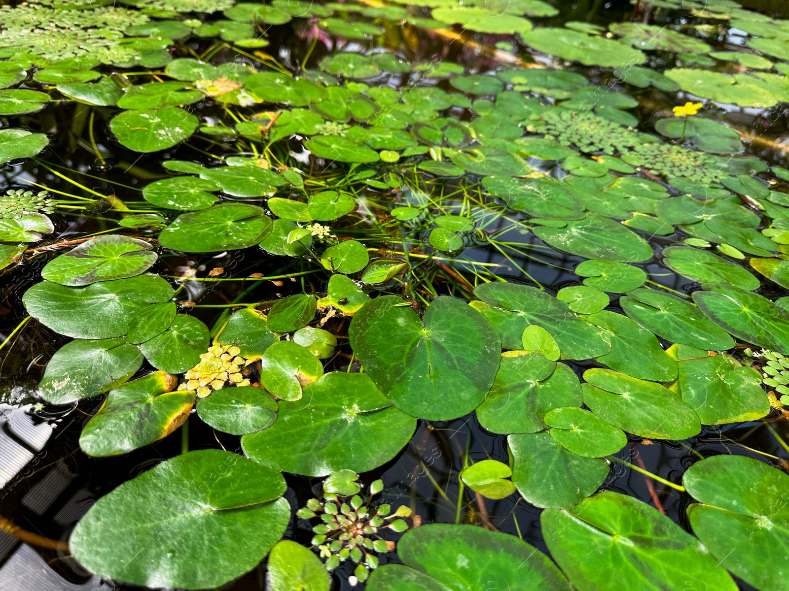 Photo of Pond with water lilies and other plants in botanical garden