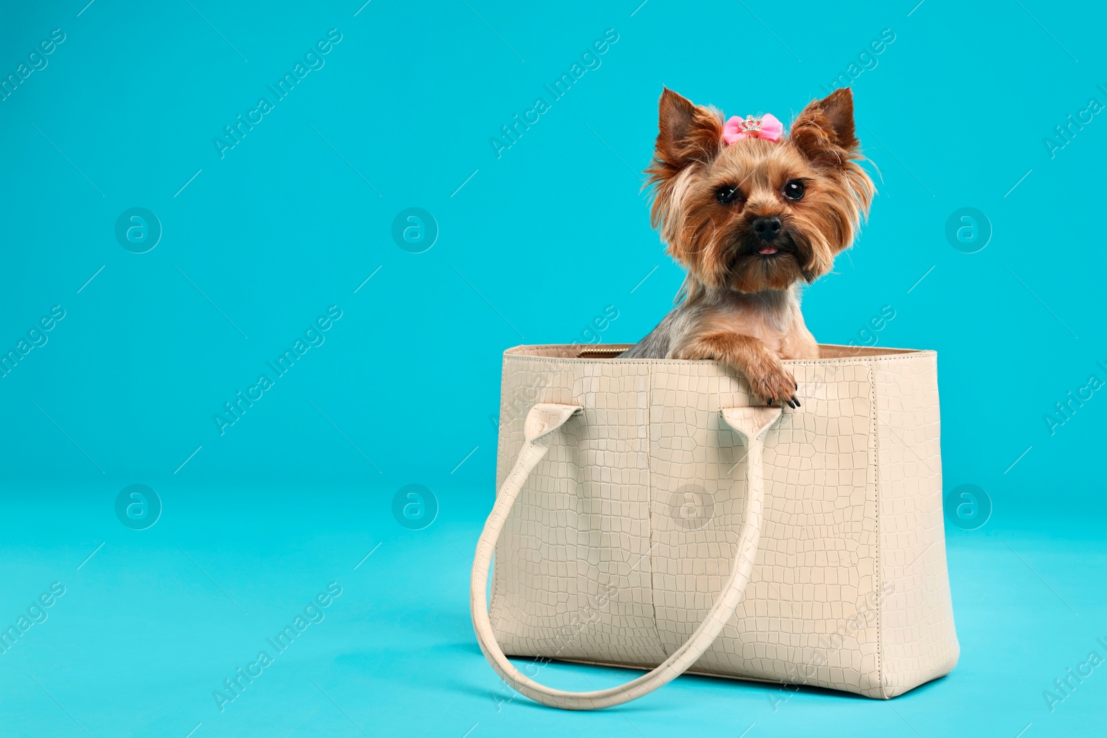 Photo of Cute Yorkshire Terrier dog in bag on light blue background, space for text