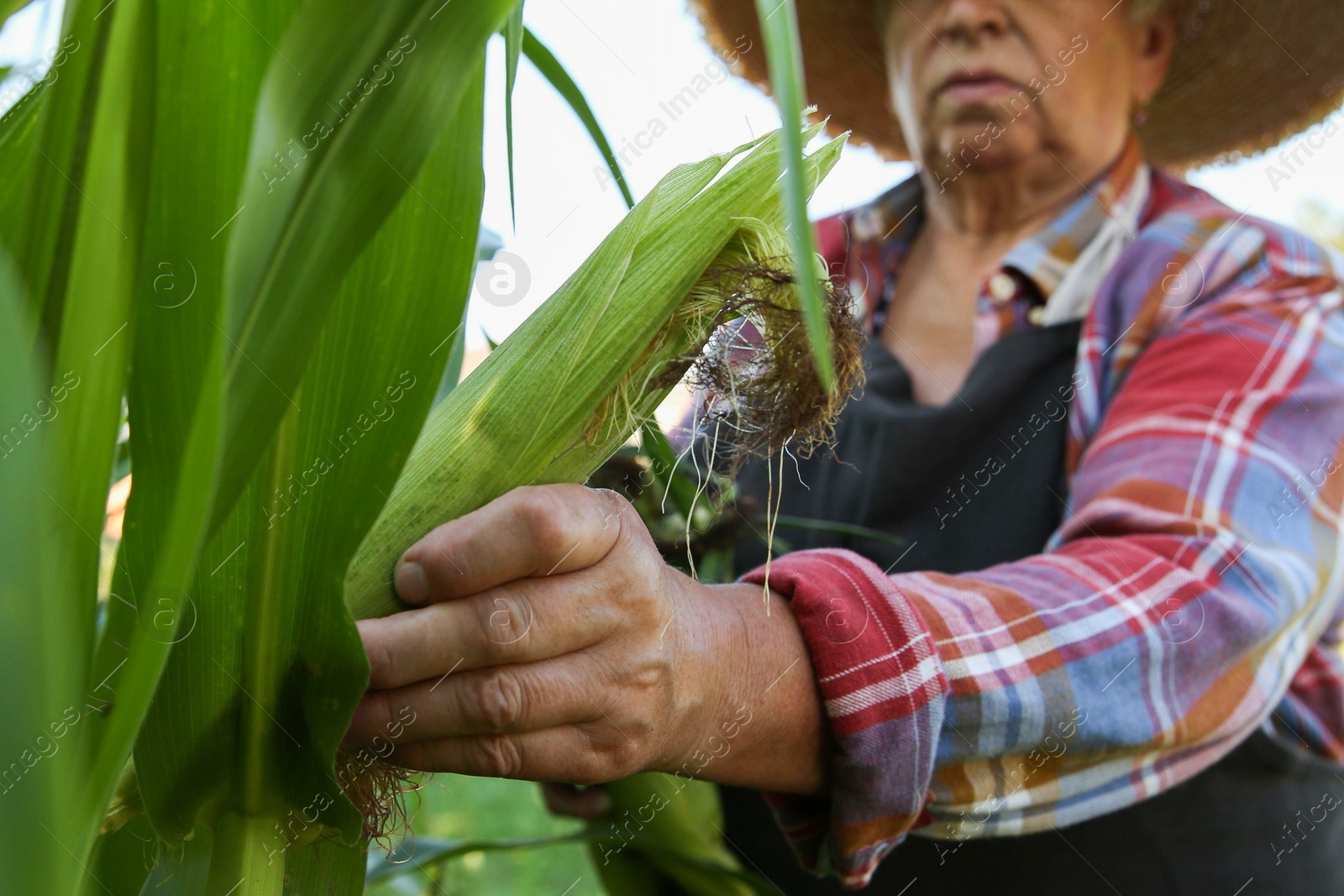 Photo of Senior farmer picking fresh ripe corn outdoors, selective focus