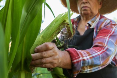 Photo of Senior farmer picking fresh ripe corn outdoors, selective focus