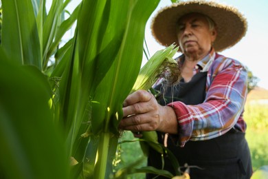 Photo of Senior farmer picking fresh ripe corn outdoors, selective focus