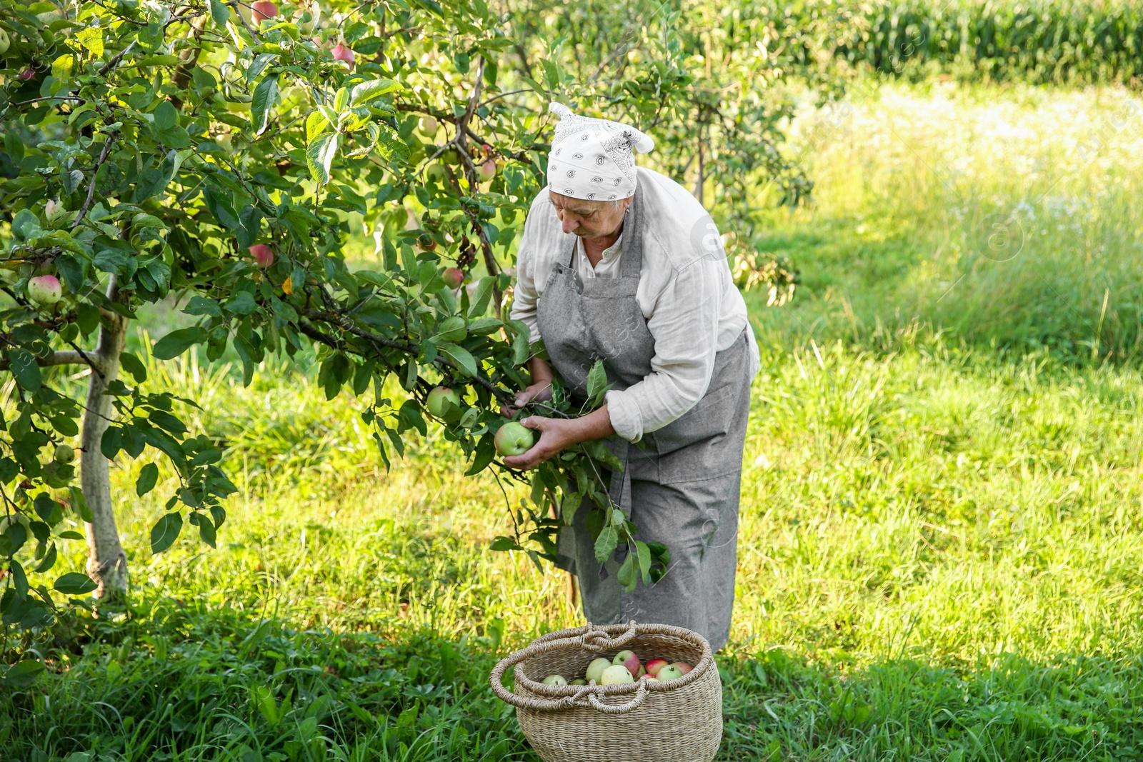 Photo of Senior farmer picking fresh ripe apples in garden