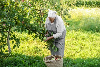 Photo of Senior farmer picking fresh ripe apples in garden