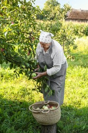 Photo of Senior farmer picking fresh ripe apples in garden