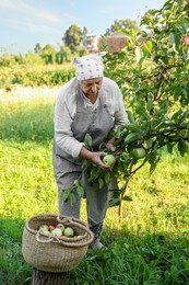 Photo of Senior farmer picking fresh ripe apples in garden