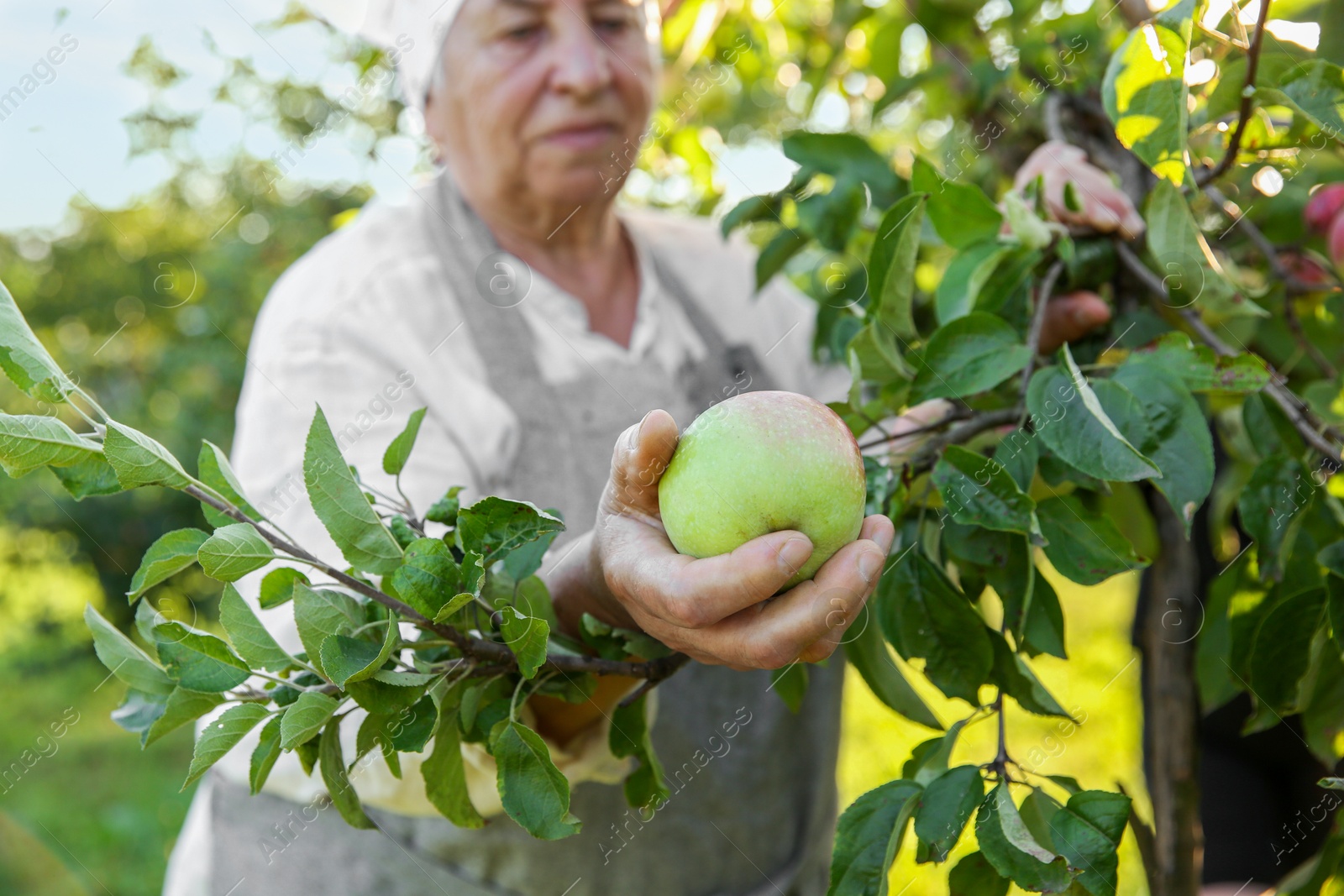 Photo of Senior farmer picking fresh ripe apples in garden, selective focus