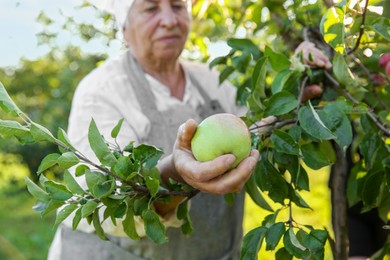 Photo of Senior farmer picking fresh ripe apples in garden, selective focus