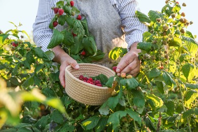 Photo of Senior farmer picking fresh ripe raspberries outdoors, closeup