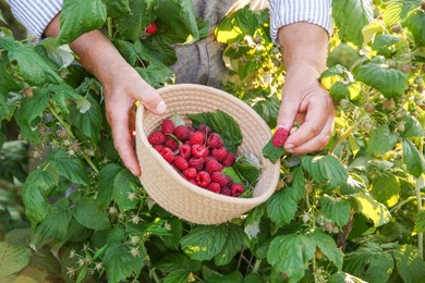 Senior farmer picking fresh ripe raspberries outdoors, closeup