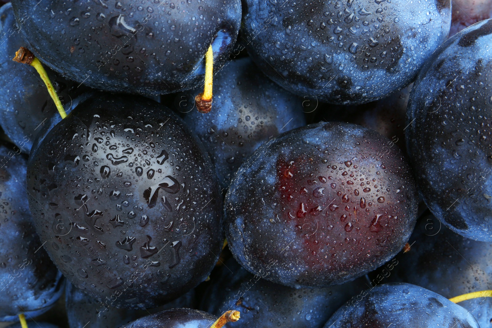 Photo of Many fresh plums with water drops as background, above view