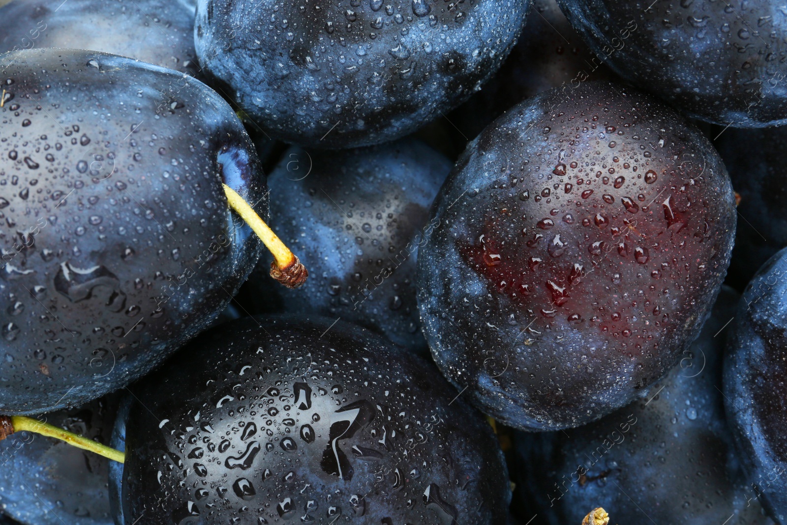 Photo of Many fresh plums with water drops as background, above view