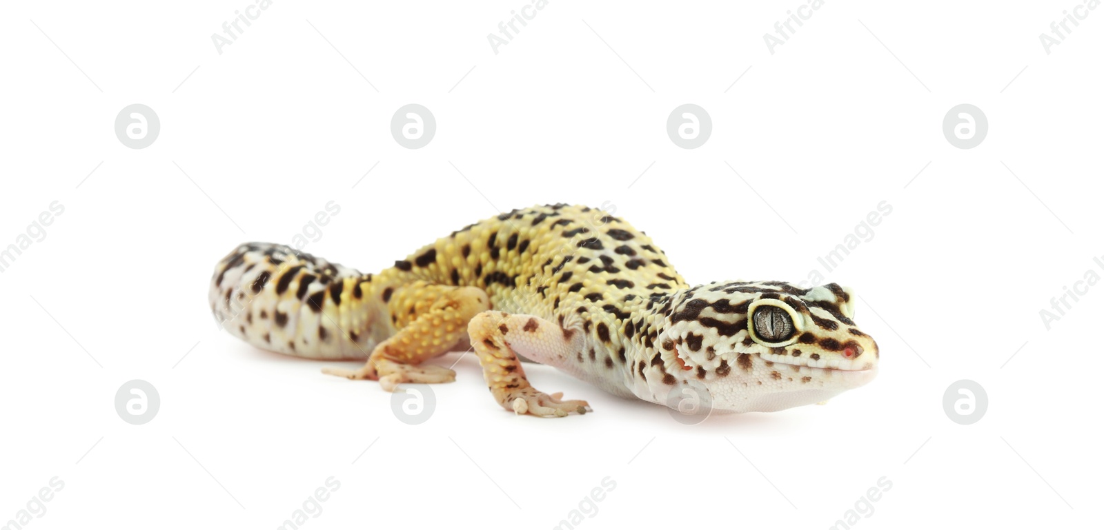 Photo of One beautiful gecko isolated on white. Exotic pet