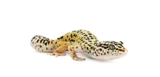 Photo of One beautiful gecko isolated on white. Exotic pet