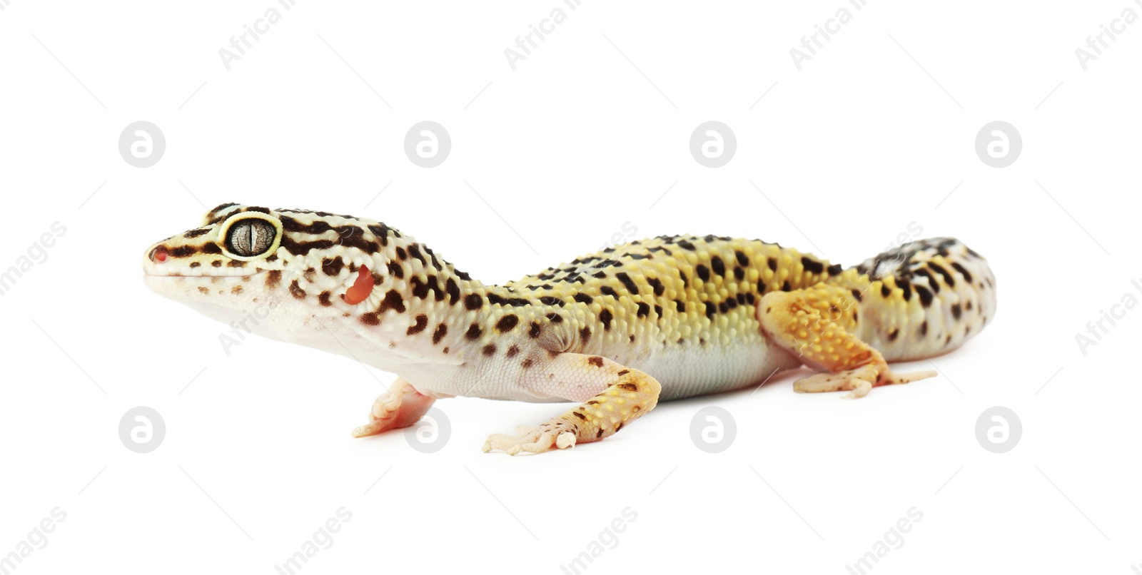 Photo of One beautiful gecko isolated on white. Exotic pet