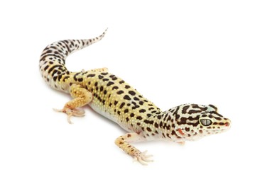 One beautiful gecko isolated on white. Exotic pet