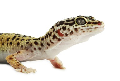 One beautiful gecko isolated on white. Exotic pet