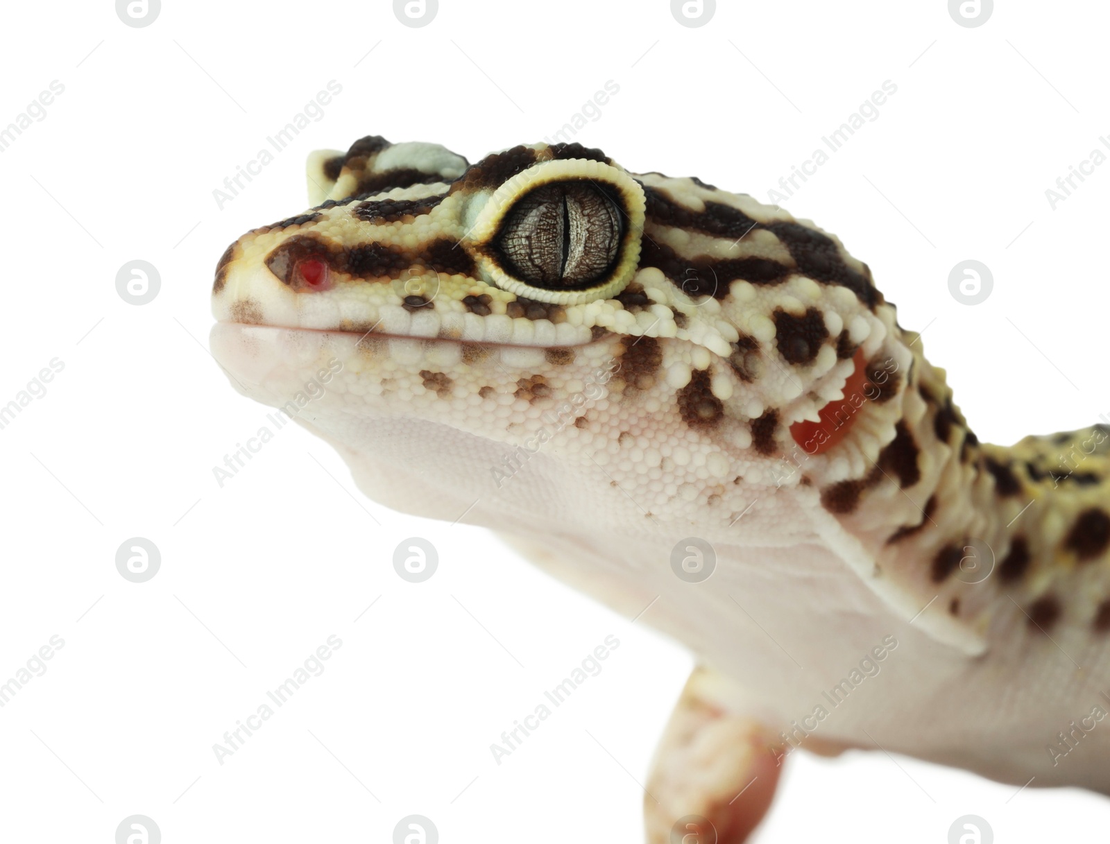 Photo of One beautiful gecko isolated on white, macro view. Exotic pet