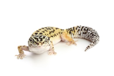 Photo of One beautiful gecko isolated on white. Exotic pet