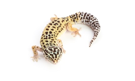 Photo of One beautiful gecko animal isolated on white