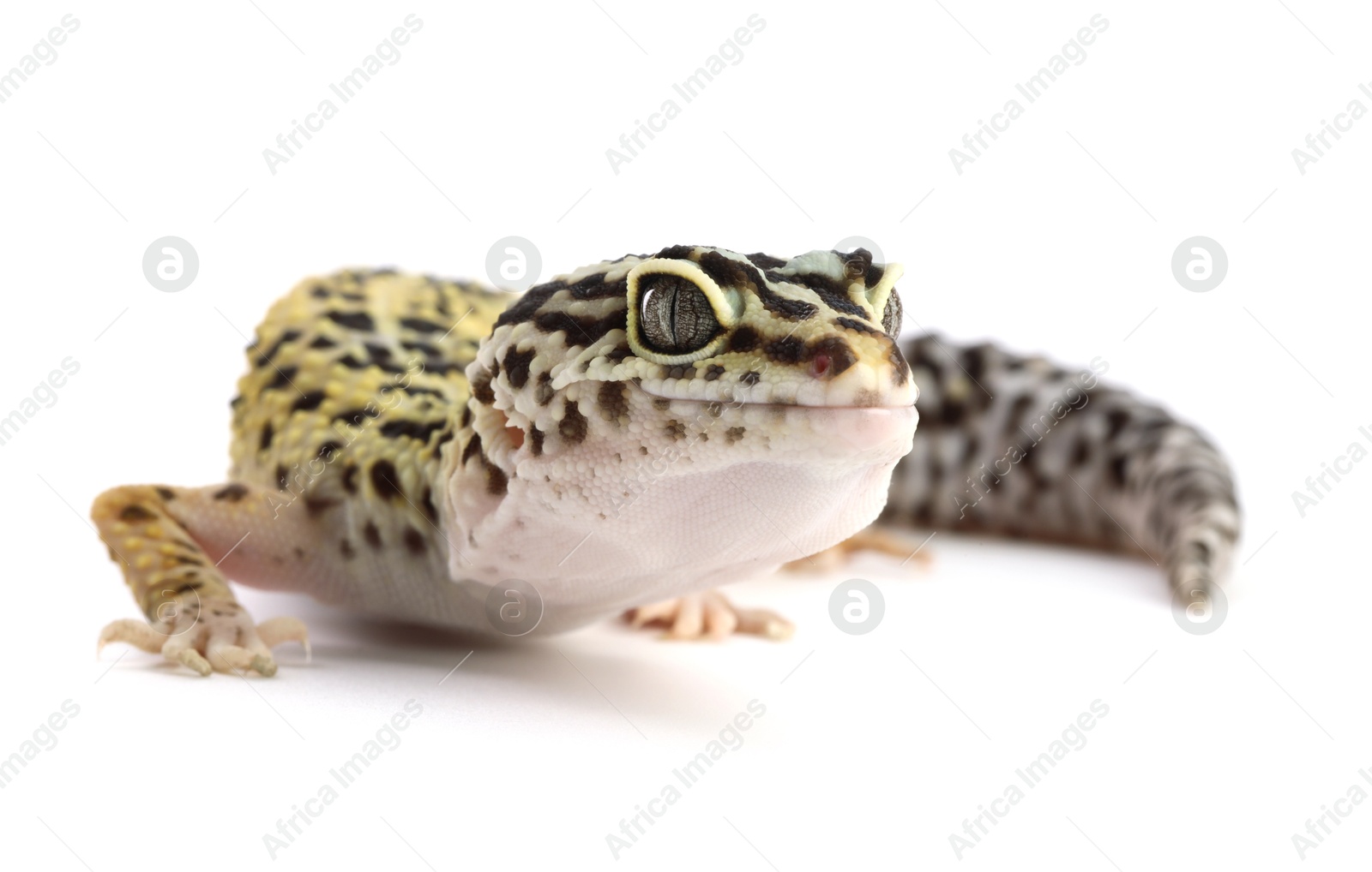 Photo of One beautiful gecko isolated on white. Exotic pet