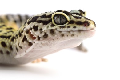 Photo of One beautiful gecko isolated on white, macro view. Exotic pet