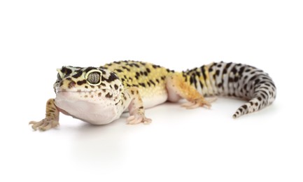 One beautiful gecko isolated on white. Exotic pet