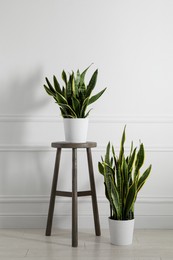 Stool and houseplants near white wall at home