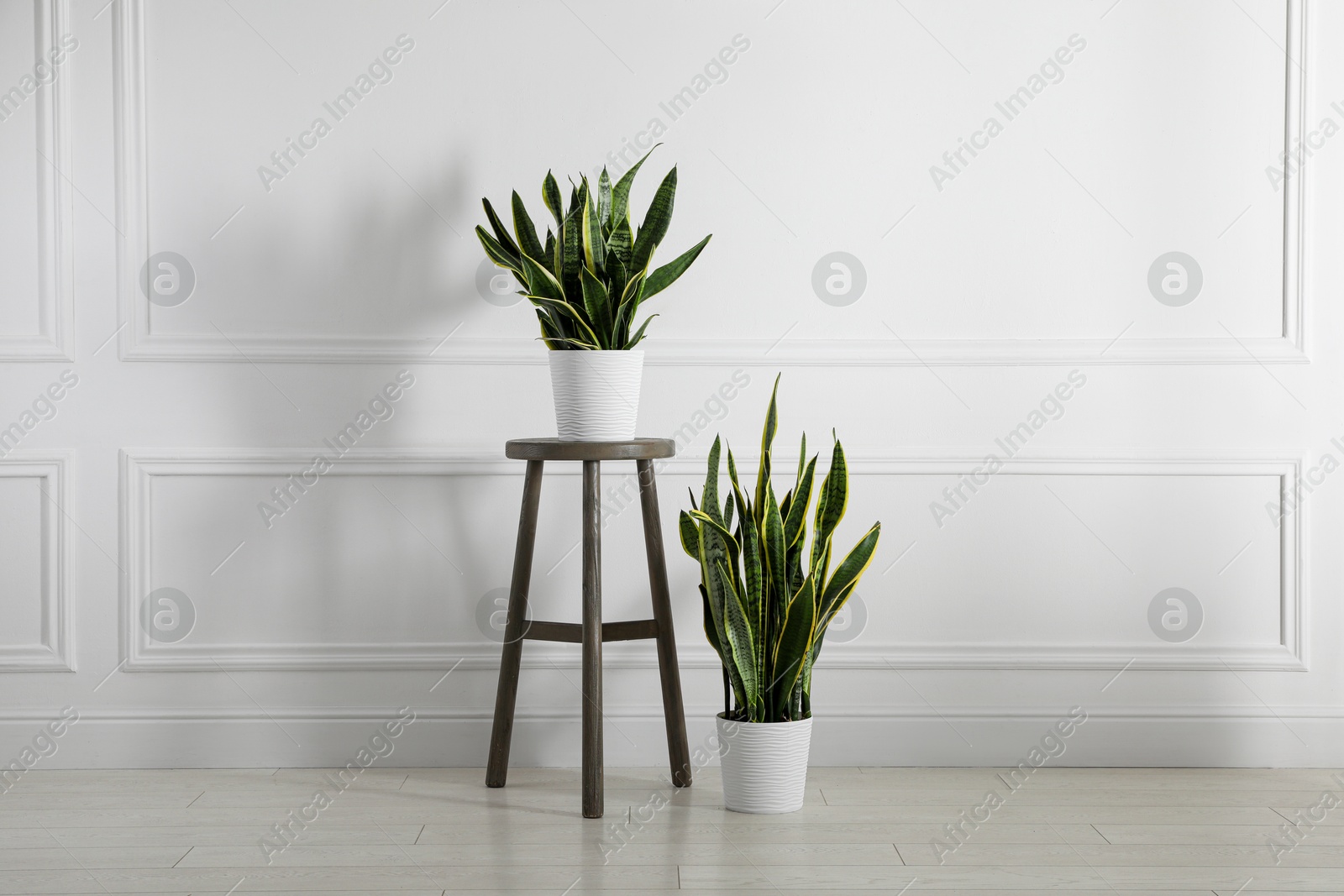 Photo of Stool and houseplants near white wall at home