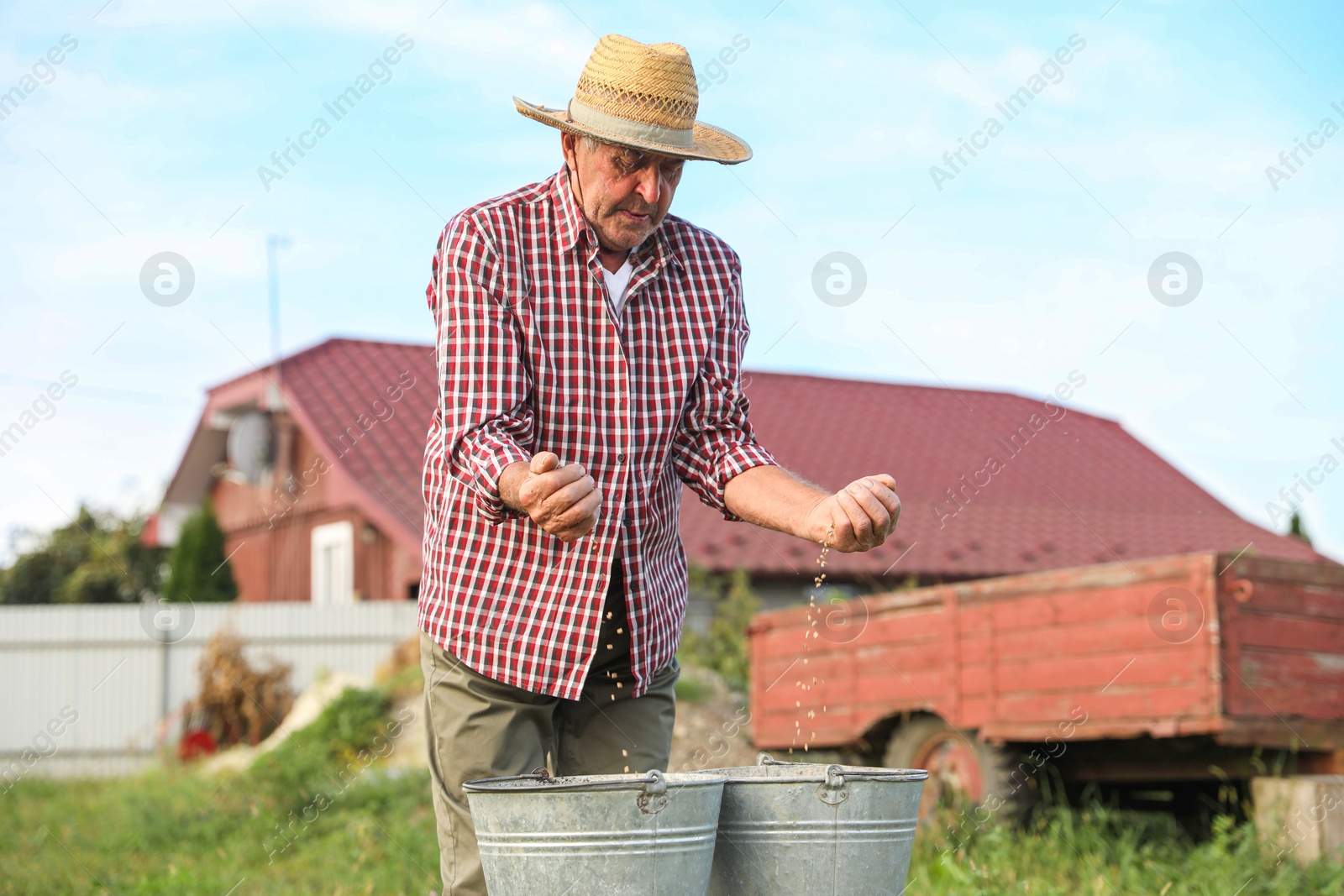 Photo of Senior man with buckets of ripe wheat grains outdoors