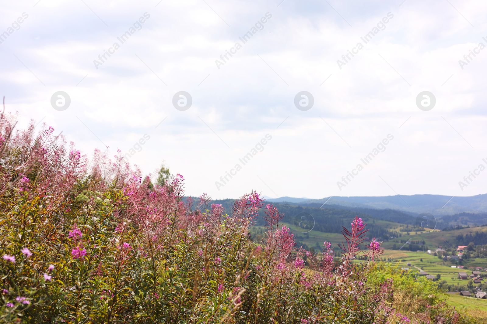 Photo of Many beautiful plants growing outdoors in mountains