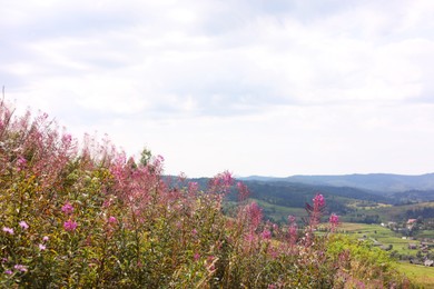 Photo of Many beautiful plants growing outdoors in mountains