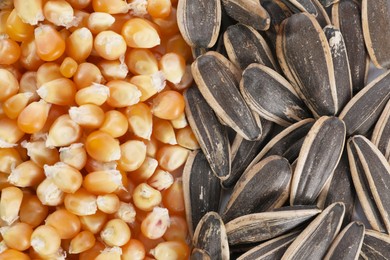 Photo of Sunflower seeds and corn kernels as background, top view