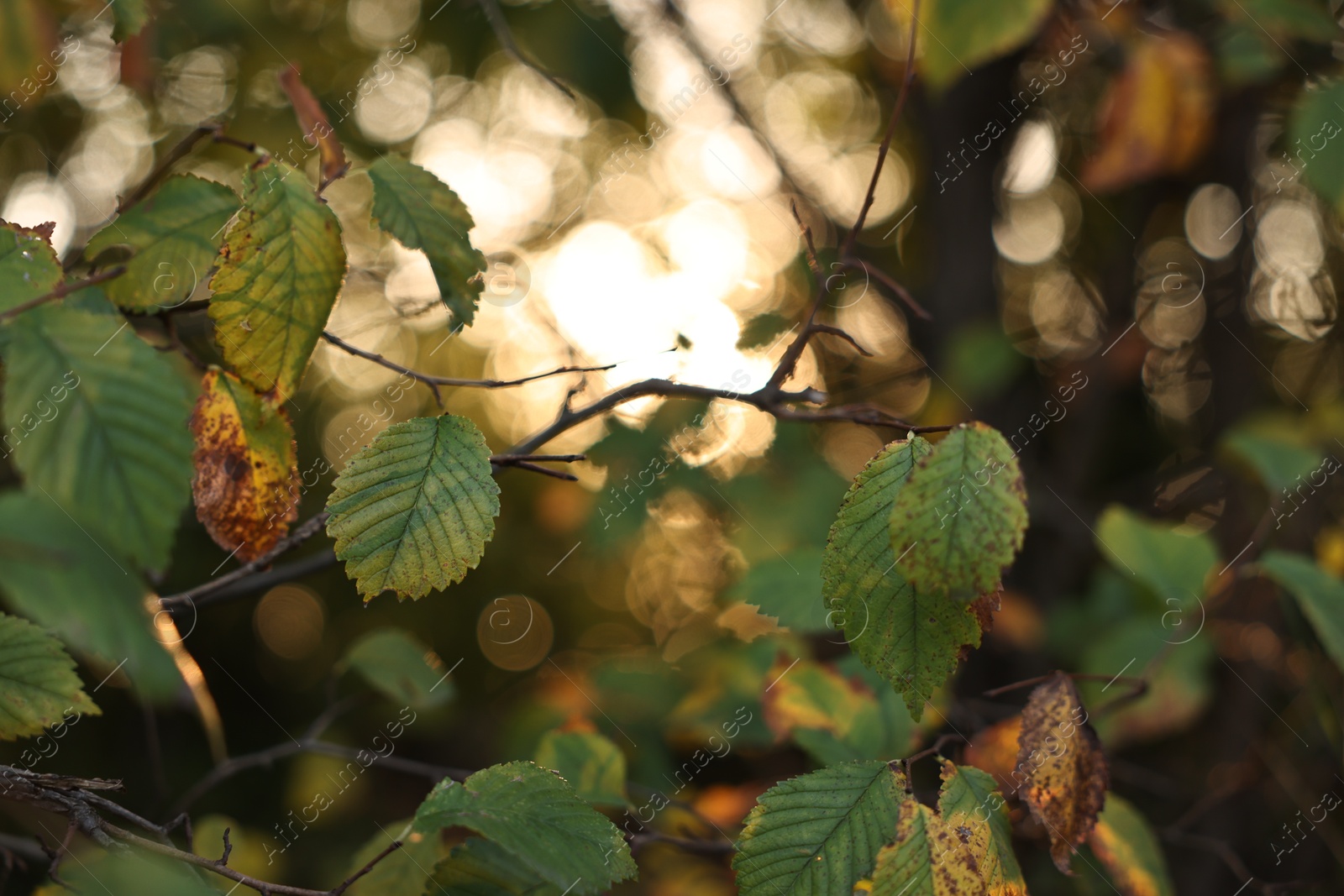 Photo of Beautiful tree branch with green leaves at evening