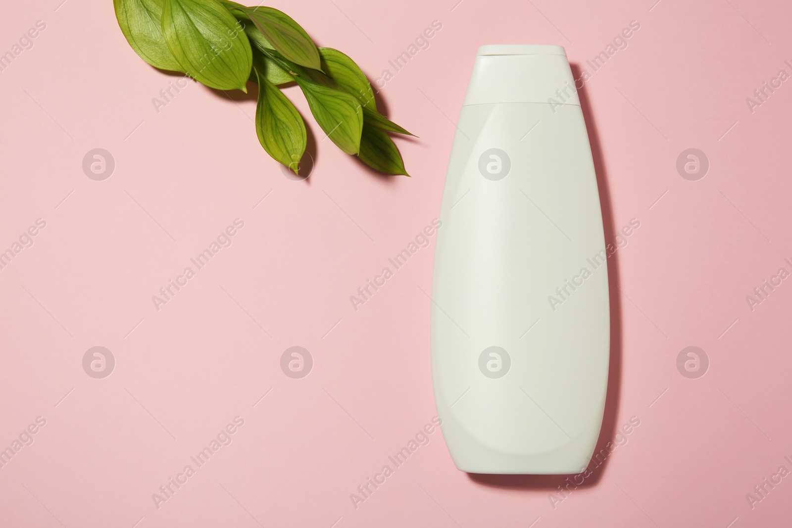 Photo of Bottle of shampoo and green branch on pink background, flat lay. Space for text