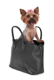 Photo of Cute Yorkshire Terrier dog in bag isolated on white