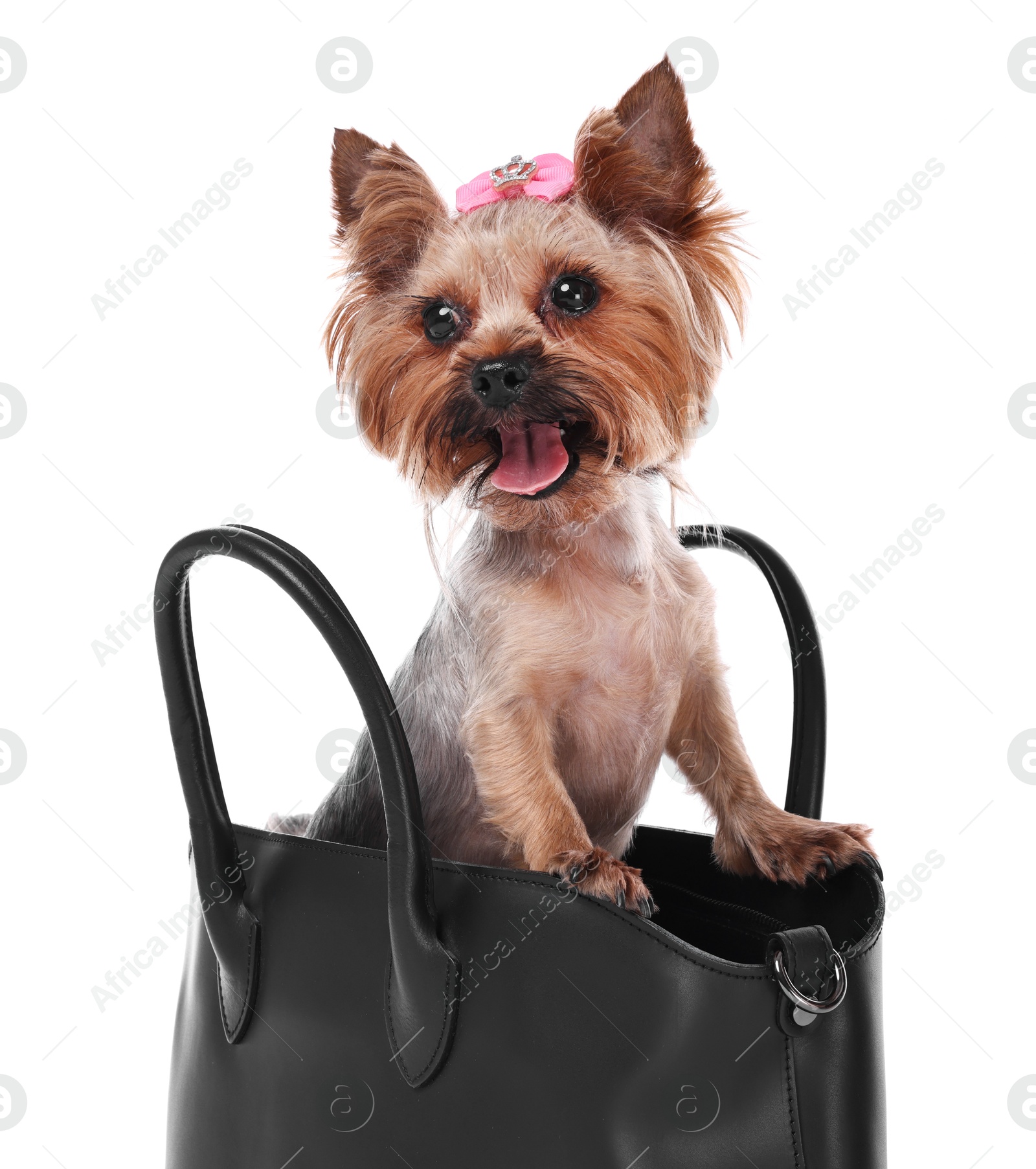 Photo of Cute Yorkshire Terrier dog in bag isolated on white