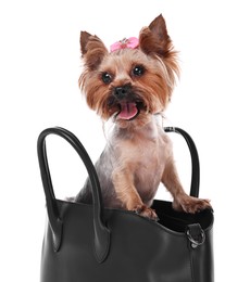 Cute Yorkshire Terrier dog in bag isolated on white