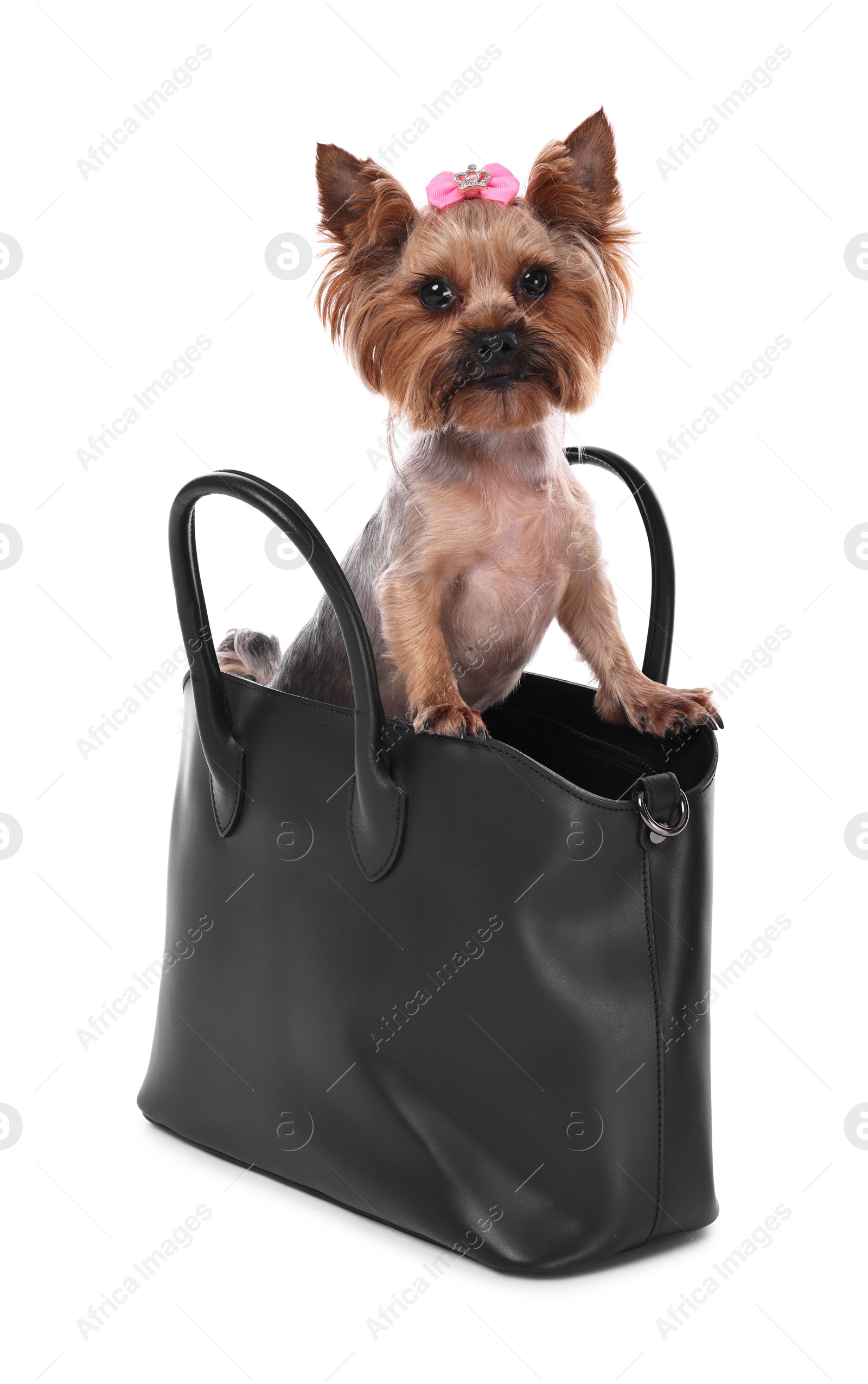 Photo of Cute Yorkshire Terrier dog in bag isolated on white