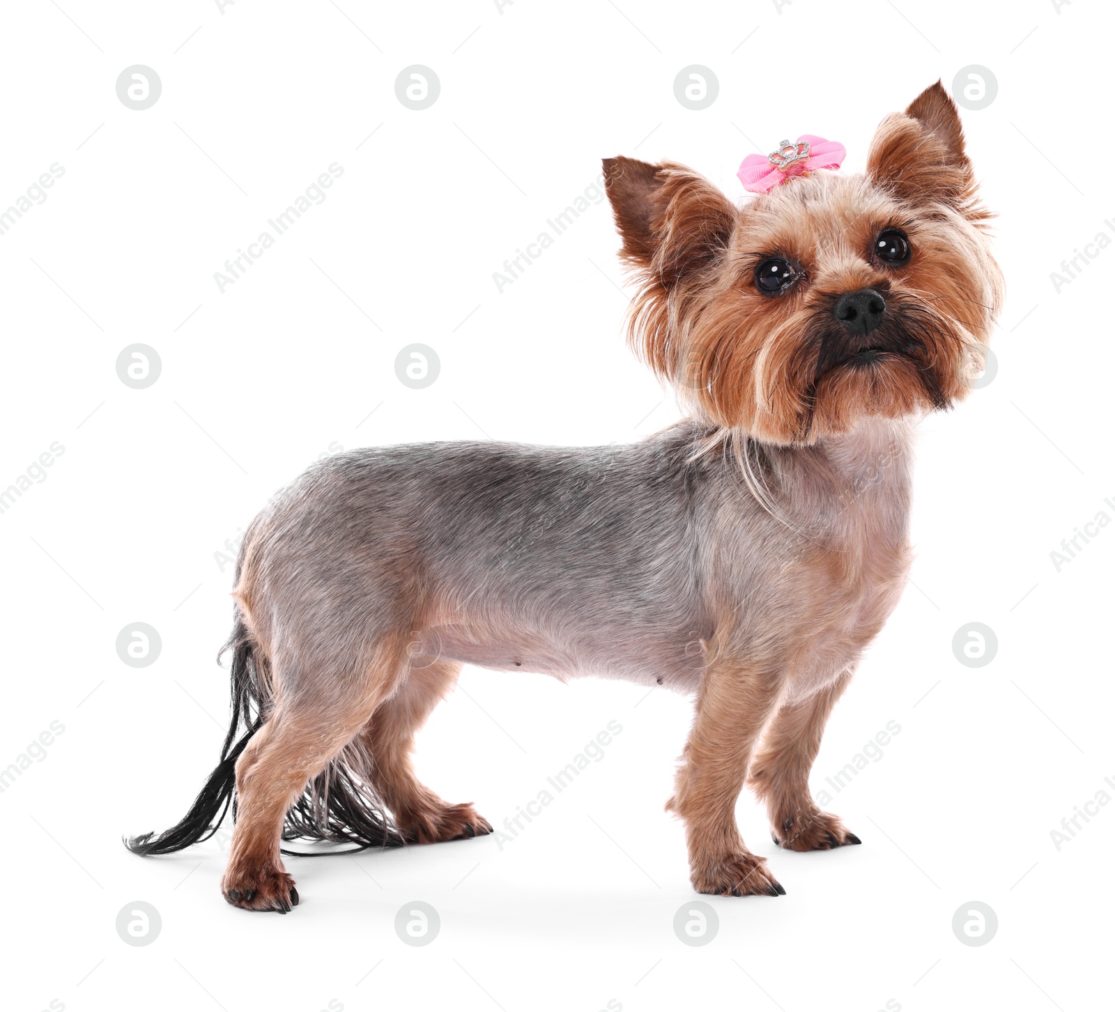 Photo of Cute Yorkshire Terrier dog isolated on white