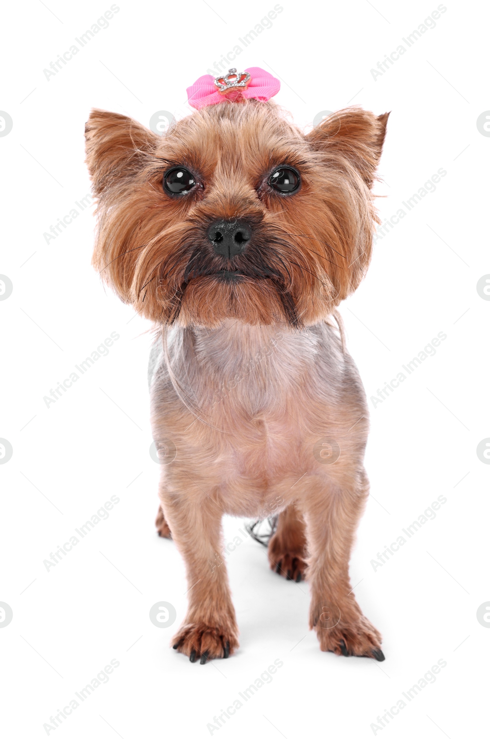 Photo of Cute Yorkshire Terrier dog isolated on white