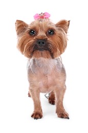 Photo of Cute Yorkshire Terrier dog isolated on white